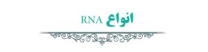 انواع RNA
